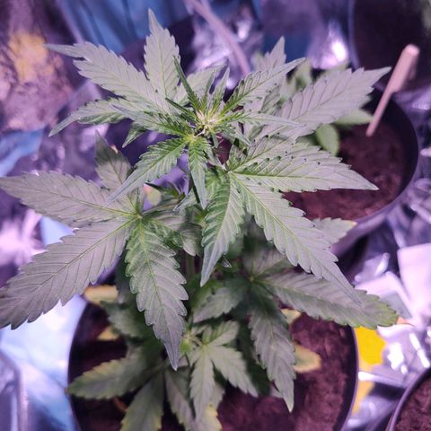Orinoco  growlog timeline photo