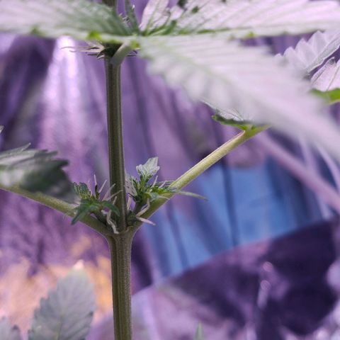 Orinoco  growlog timeline photo