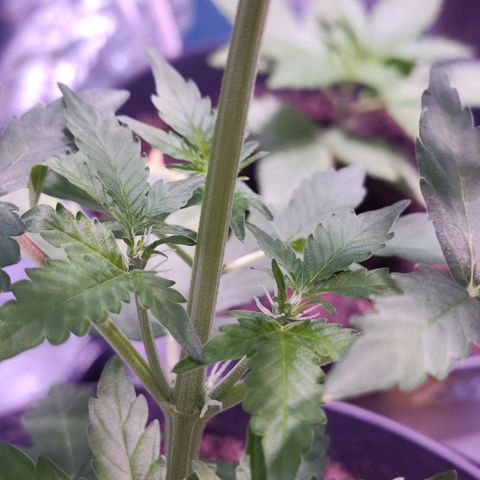 Orinoco  growlog timeline photo