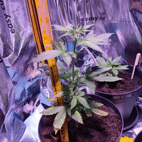Orinoco  growlog timeline photo