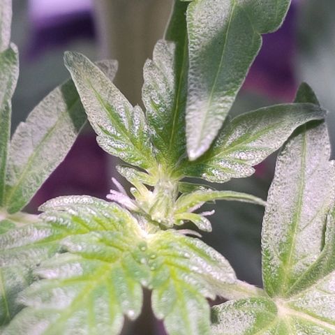Orinoco  growlog timeline photo