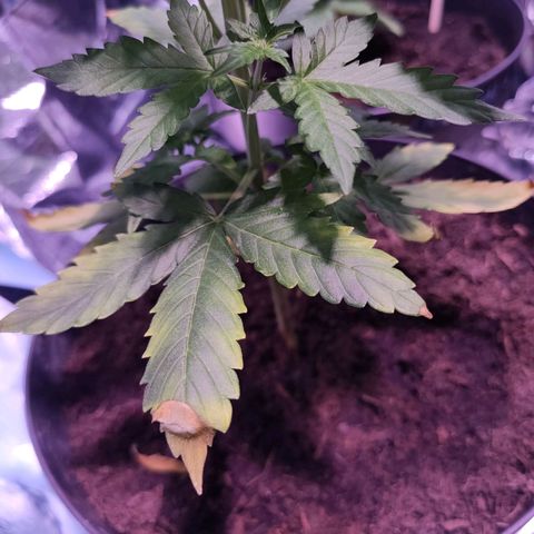 Orinoco  growlog timeline photo