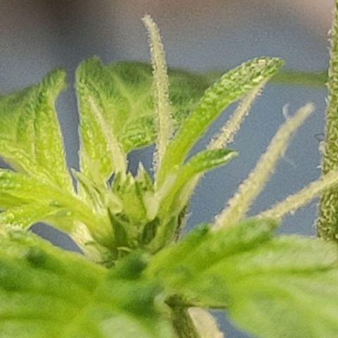 Orinoco  growlog timeline photo