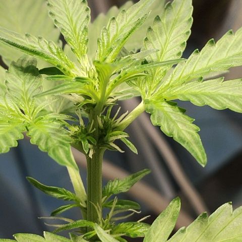 Orinoco  growlog timeline photo