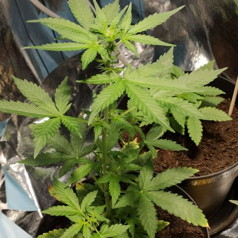 Orinoco  growlog timeline photo