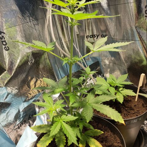 Orinoco  growlog timeline photo