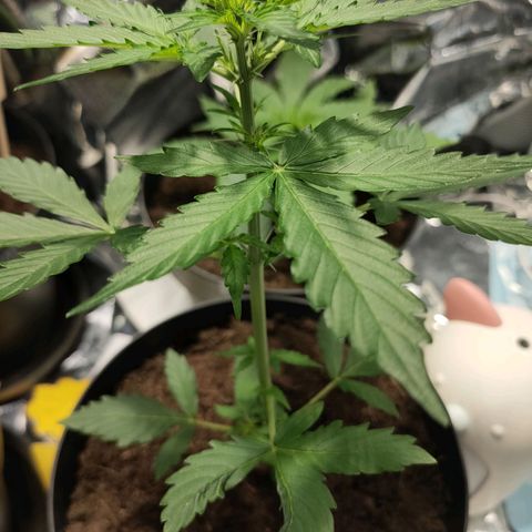 Angelina 77 growlog timeline photo