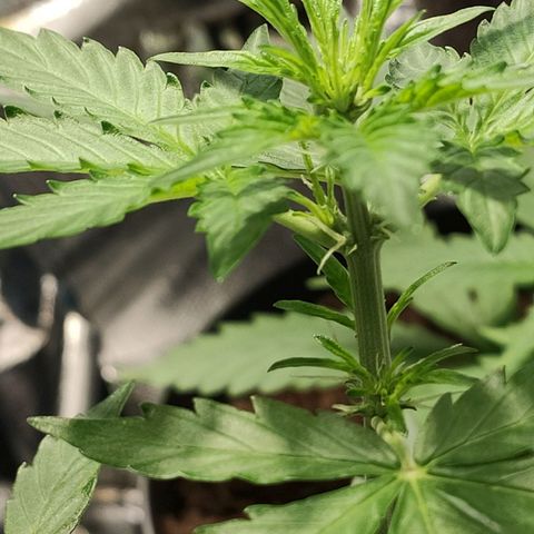 Angelina 77 growlog timeline photo