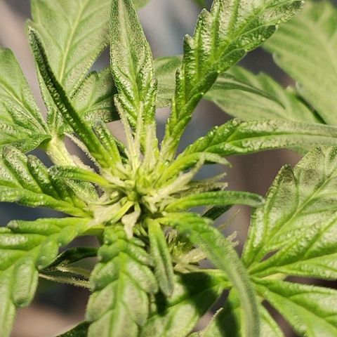 Orinoco  growlog timeline photo