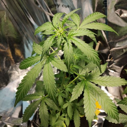 Orinoco  growlog timeline photo