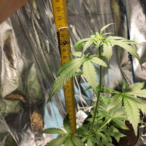 Orinoco  growlog timeline photo