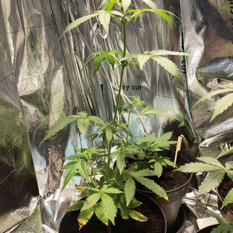 Orinoco  growlog timeline photo