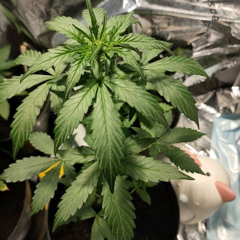 Angelina 77 growlog timeline photo