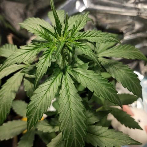 Angelina 77 growlog timeline photo
