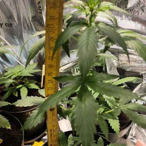 Angelina 77 growlog timeline photo