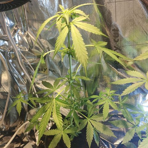 Orinoco  growlog timeline photo