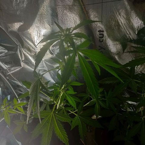 Orinoco  growlog timeline photo