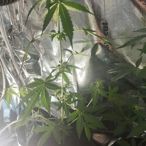 Orinoco  growlog timeline photo