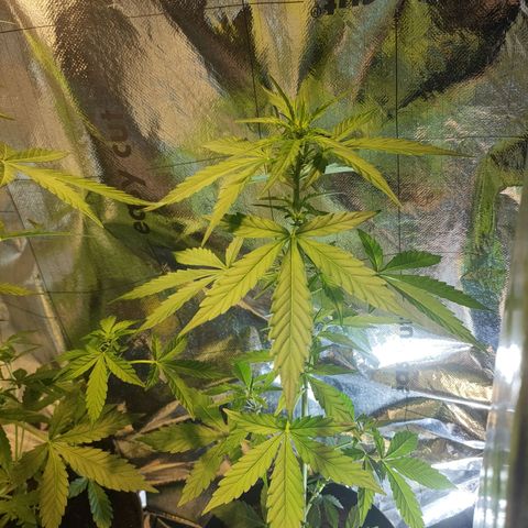 Angelina 77 growlog timeline photo