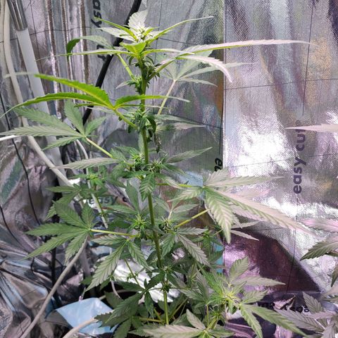 Orinoco  growlog timeline photo