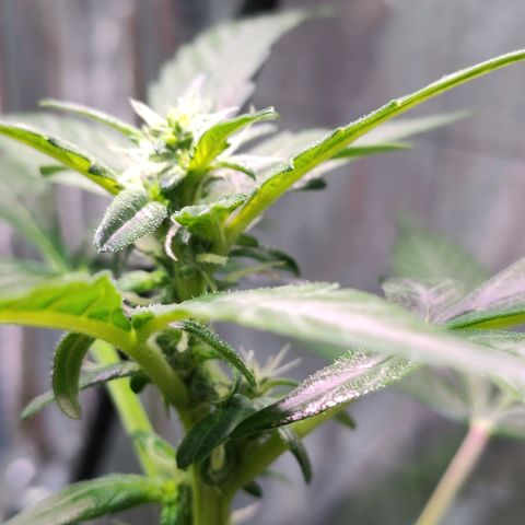 Orinoco  growlog timeline photo