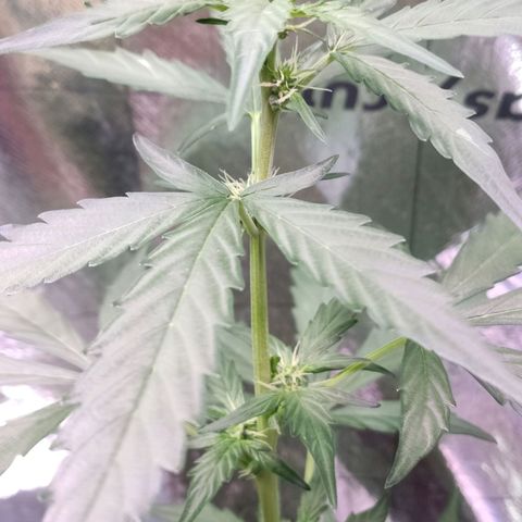 Angelina 77 growlog timeline photo