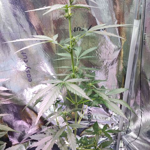 Angelina 77 growlog timeline photo