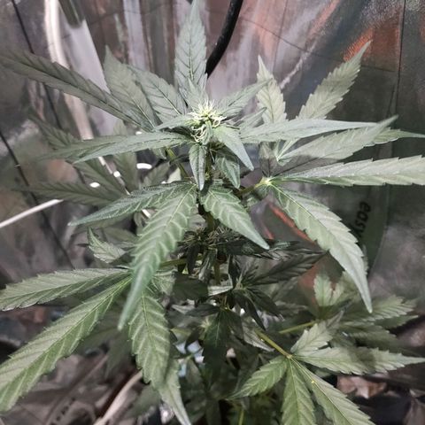 Orinoco  growlog timeline photo