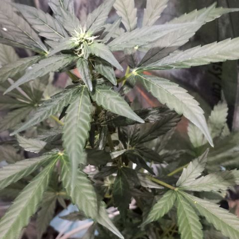 Orinoco  growlog timeline photo