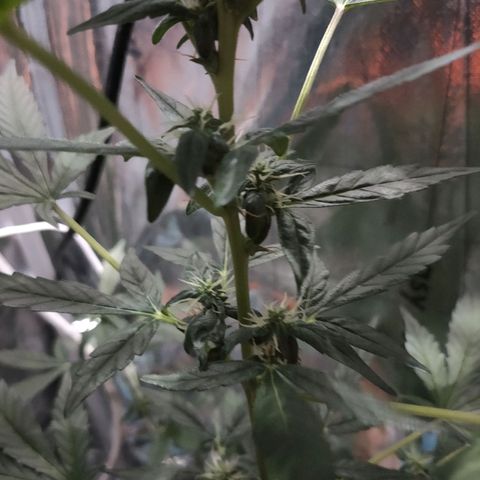 Orinoco  growlog timeline photo