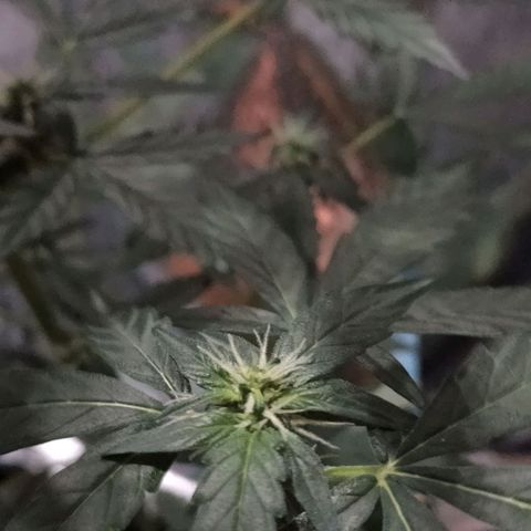 Orinoco  growlog timeline photo