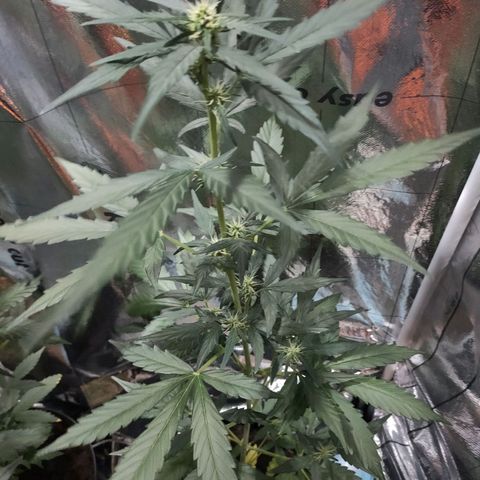 Angelina 77 growlog timeline photo