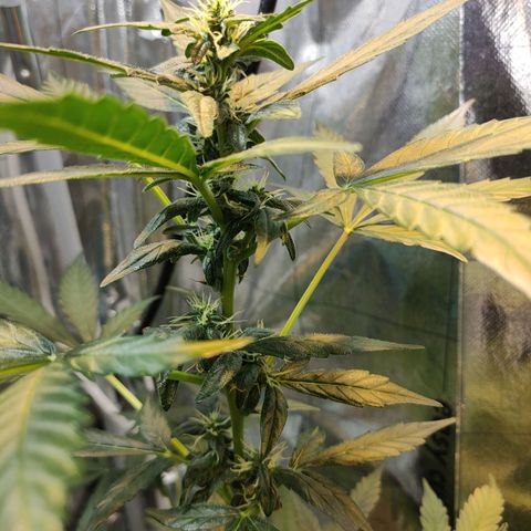 Orinoco  growlog timeline photo