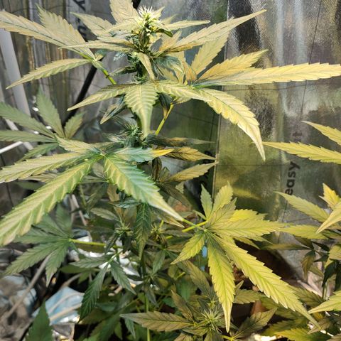 Orinoco  growlog timeline photo