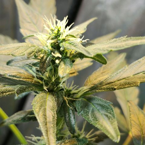 Orinoco  growlog timeline photo