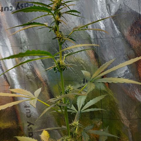 Angelina 77 growlog timeline photo