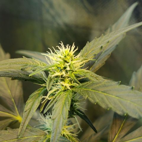 Angelina 77 growlog timeline photo