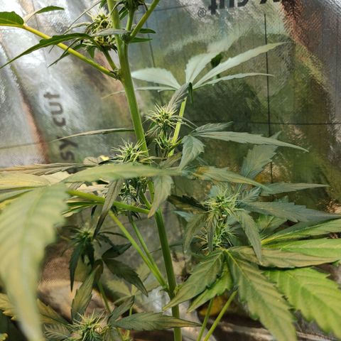Angelina 77 growlog timeline photo