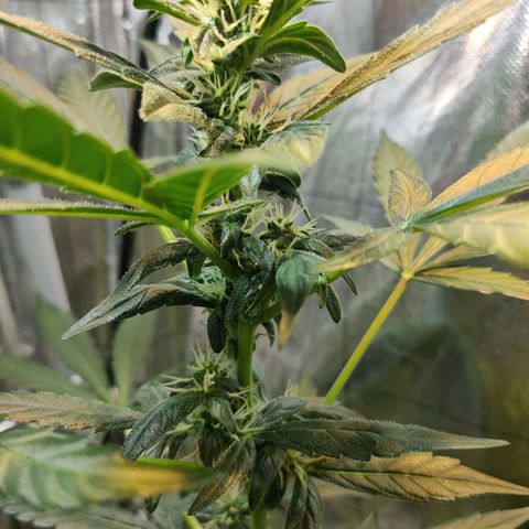 Orinoco  growlog timeline photo