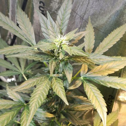 Orinoco  growlog timeline photo