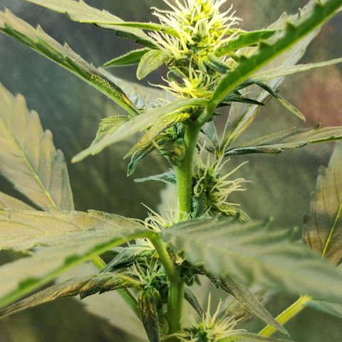 Angelina 77 growlog timeline photo