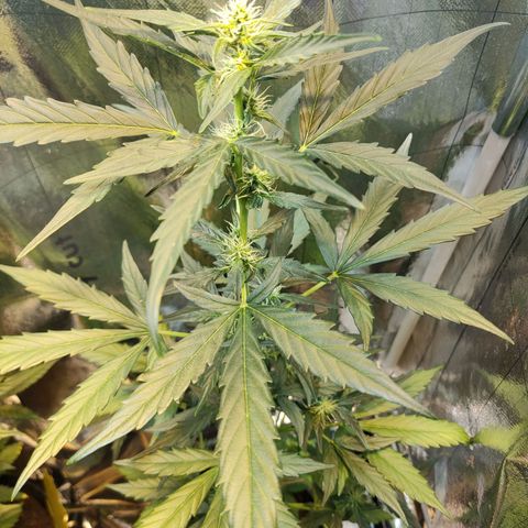 Angelina 77 growlog timeline photo