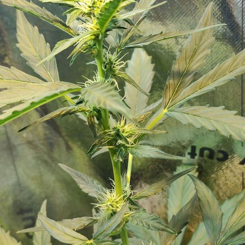 Angelina 77 growlog timeline photo