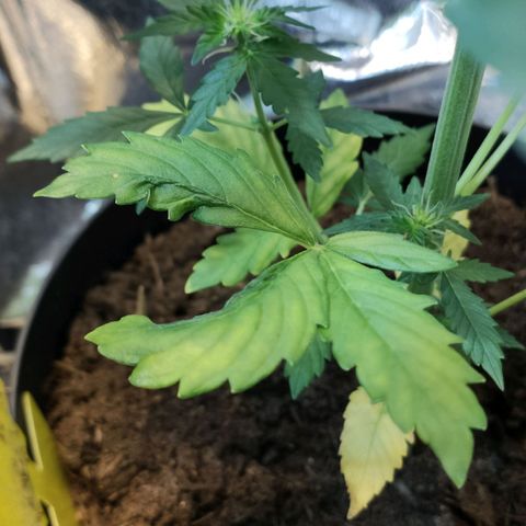 Angelina 77 growlog timeline photo