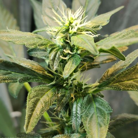 Orinoco  growlog timeline photo