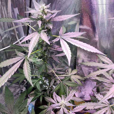 Orinoco  growlog timeline photo
