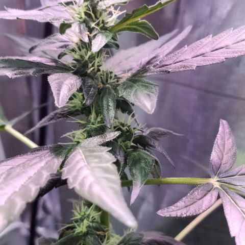 Orinoco  growlog timeline photo