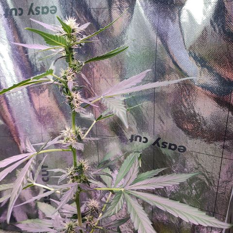 Angelina 77 growlog timeline photo