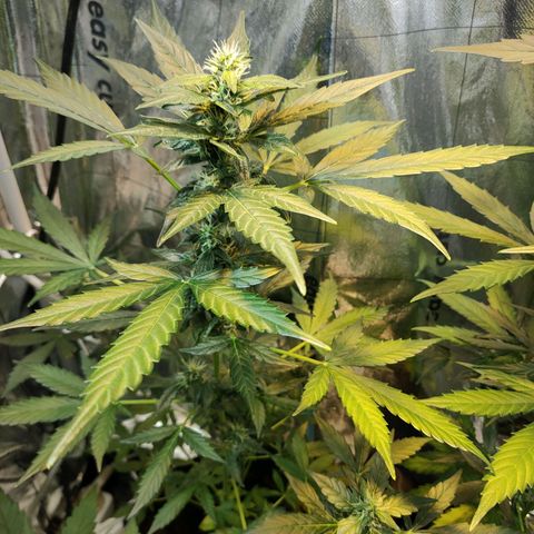 Orinoco  growlog timeline photo