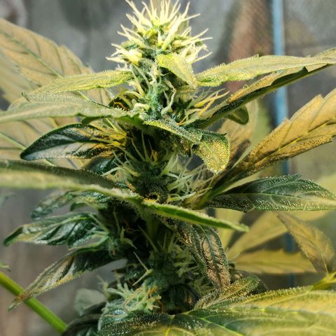 Orinoco  growlog timeline photo